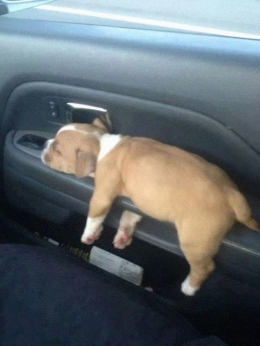 Забавные примеры, когда собаки смешно вели себя в машине