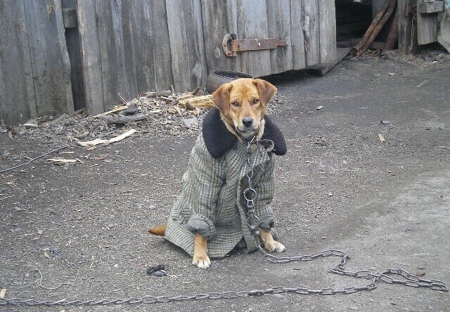 - Что с погoдой? - Холoд собaчий!