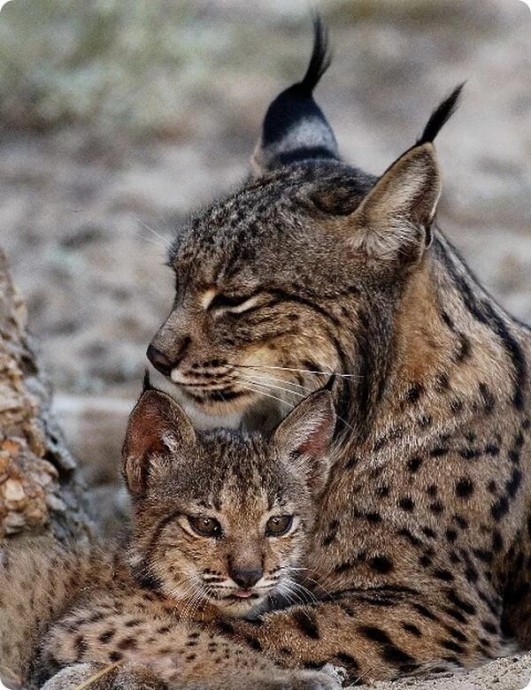 Котейка с бакенбардами