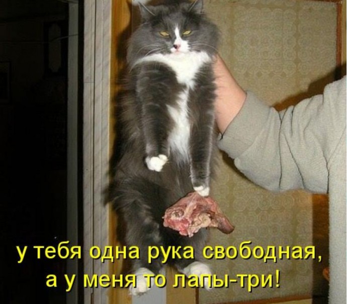 Коты с нечистыми намерениями