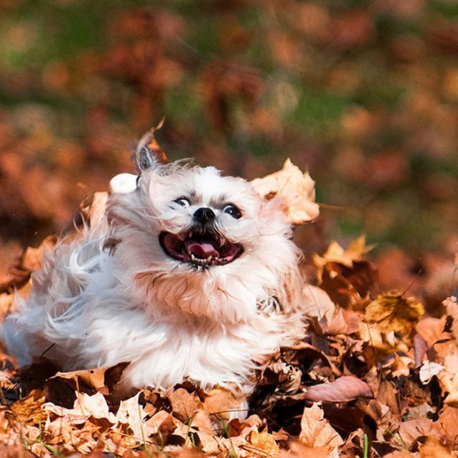 Осень — самое весёлое время для собак.