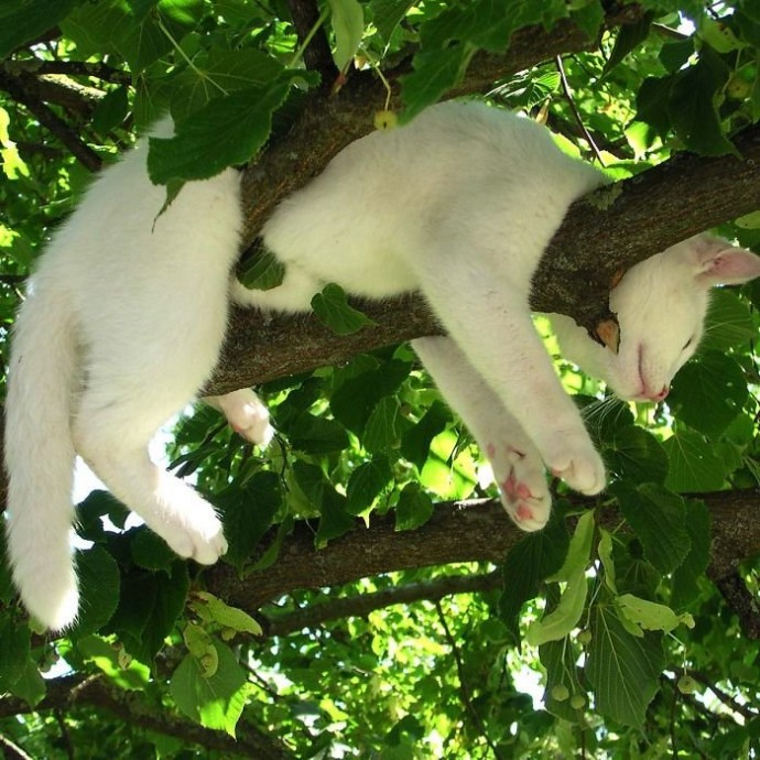 Профессиональные навыки по умению спать на деревьях
