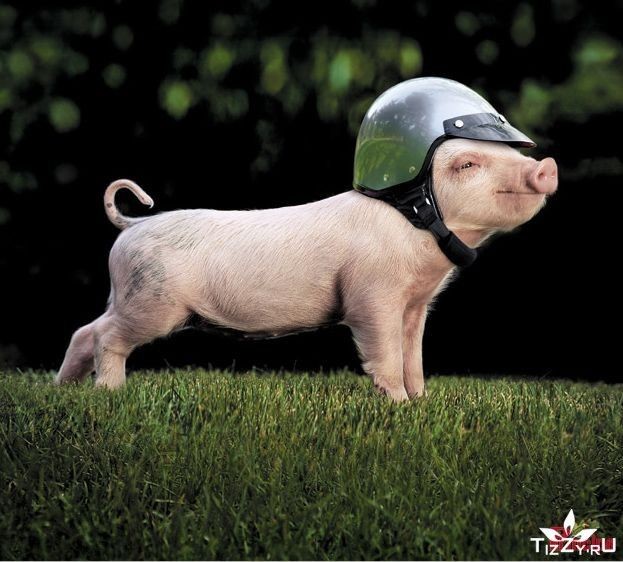 В Германии свинья — символ счастья.