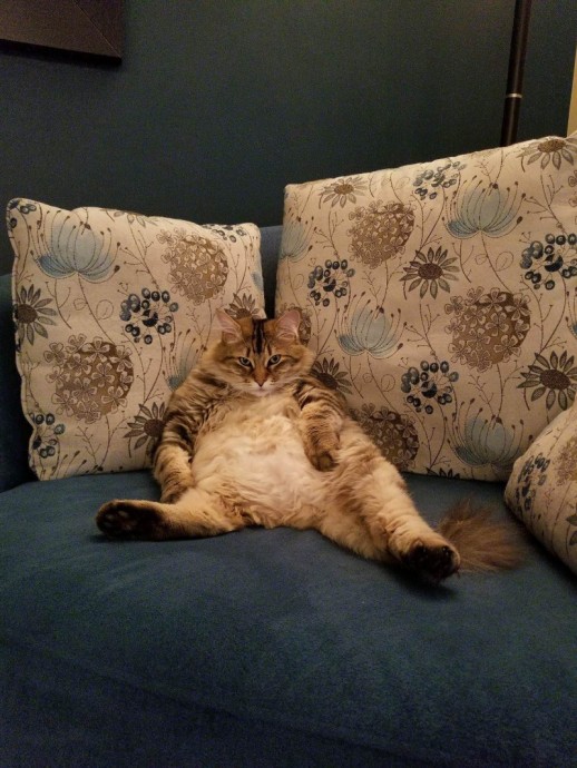 Это не мой диван? Ты это серьезно?