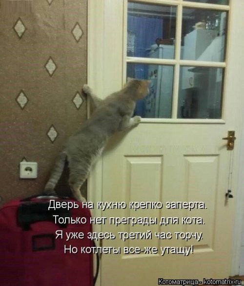 Котоматрица