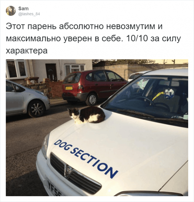 Рецензии на котов