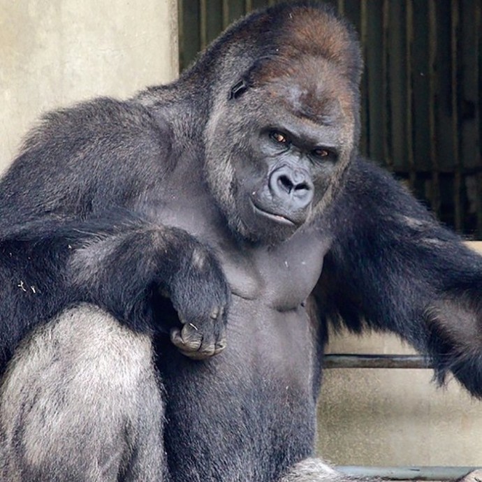 Эту гориллу не зря сравнивают с Джорджем Клуни!