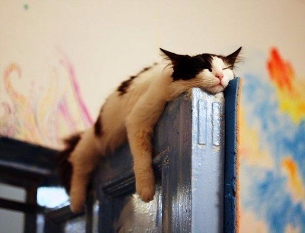 Коты - настоящие мастера сон-фу