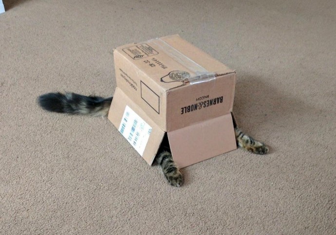 Понять логику кота невозможно