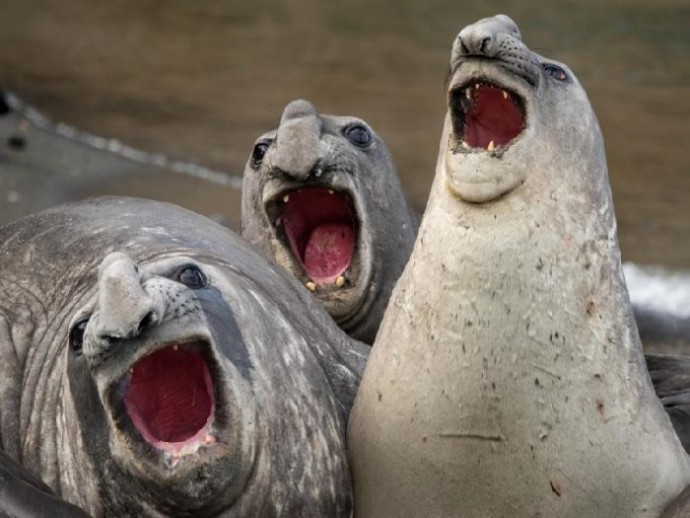 Смешные тюлени