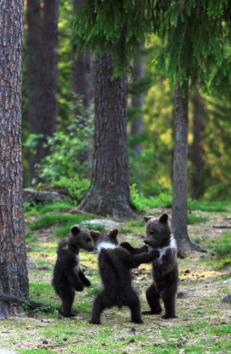 Танцующие медвежата в лесу