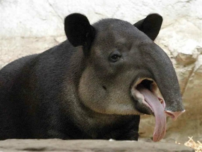 Удивительное травоядное животное - Тапир
