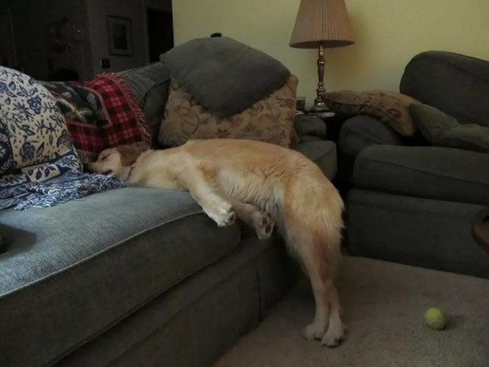 Когда запрещают лежать на диване, а так хочется