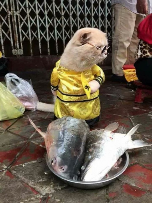 Очаровательный мохнатый продавец рыбы