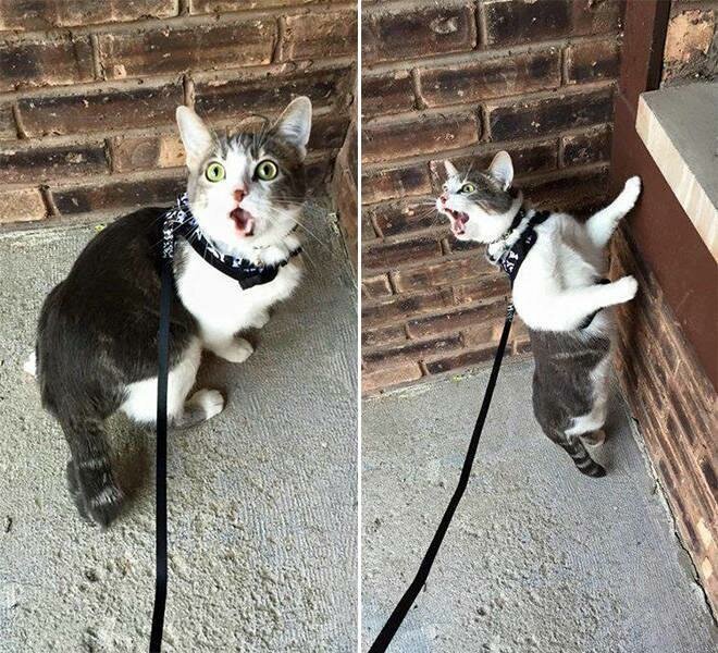 Смешные домашние кошки, которым очень не нравится гулять на улице