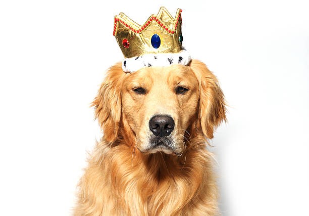"Трудно повязать собаке поводок, если Вы надели корону ей на голову."