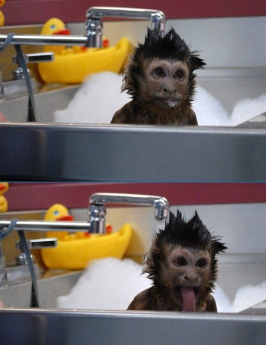 Забавные животные, которые принимают ванну