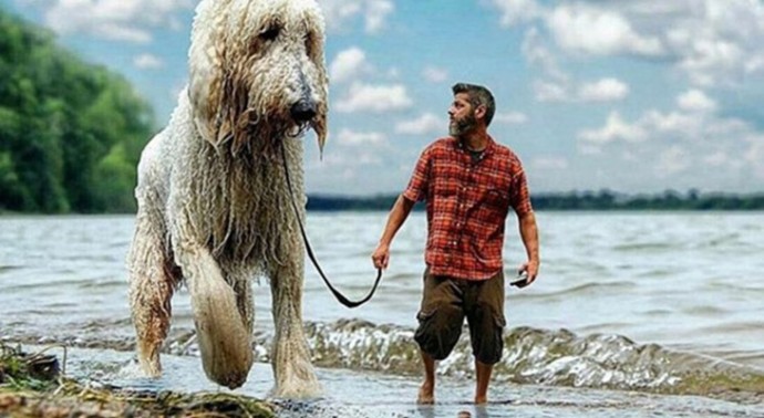 Большой друг человека