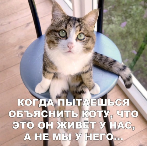 Котопост