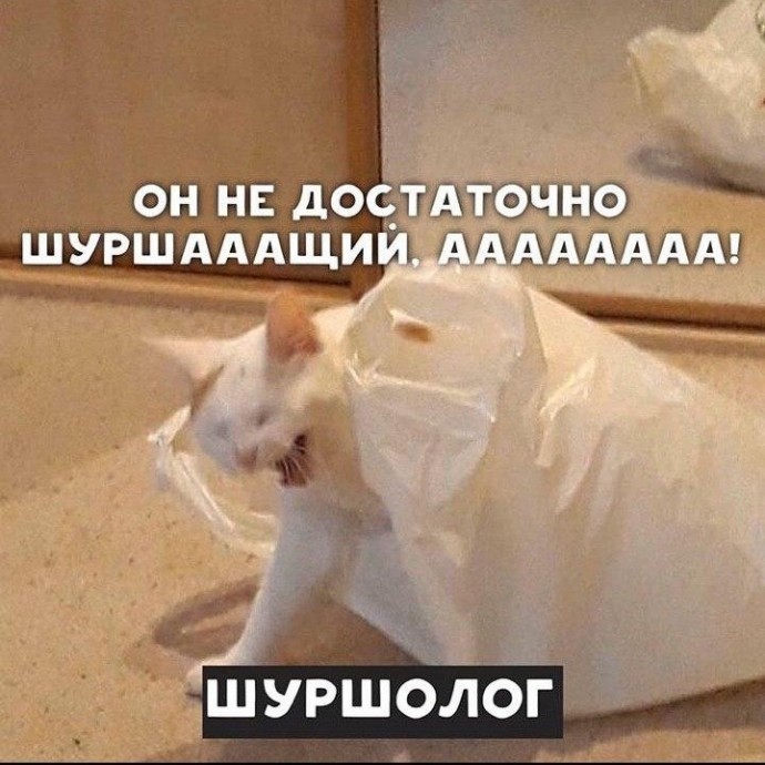 Котейки - это настоящие профессионалы