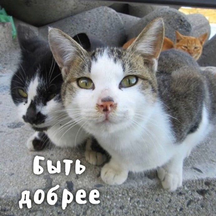 Котики умеют