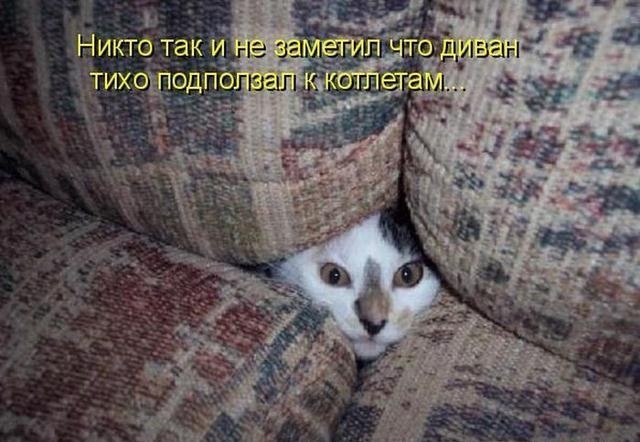 Коты с нечистыми намерениями