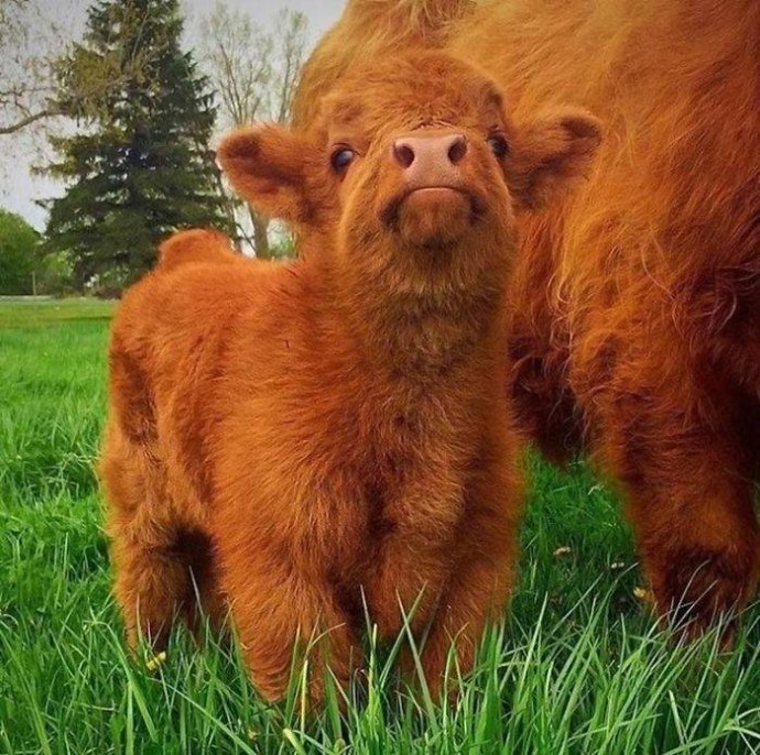 Кучеряшки