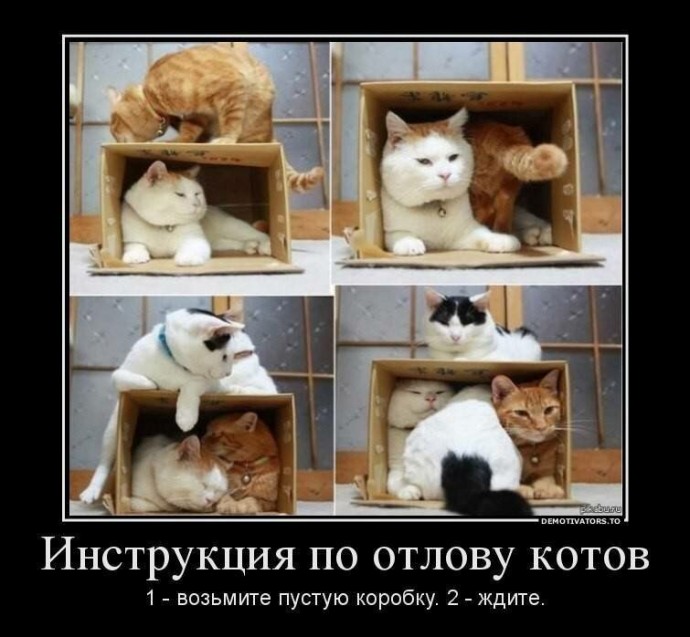 Образ рыжего кота в демотиваторах