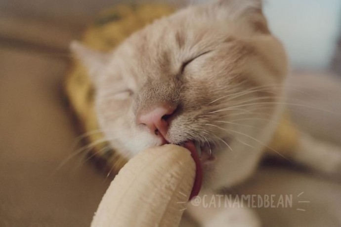 Это Бин и он очень любит бананы