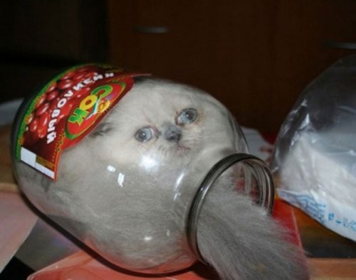 Кошки, которые умеют помещаться во всё