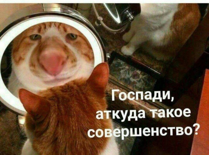 Позитив от животных