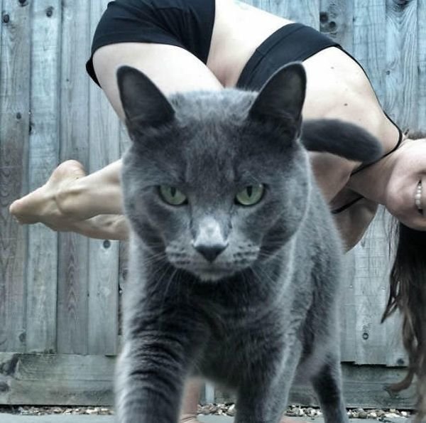 Кошки, которые готовы пойти на все ради всеобщего внимания