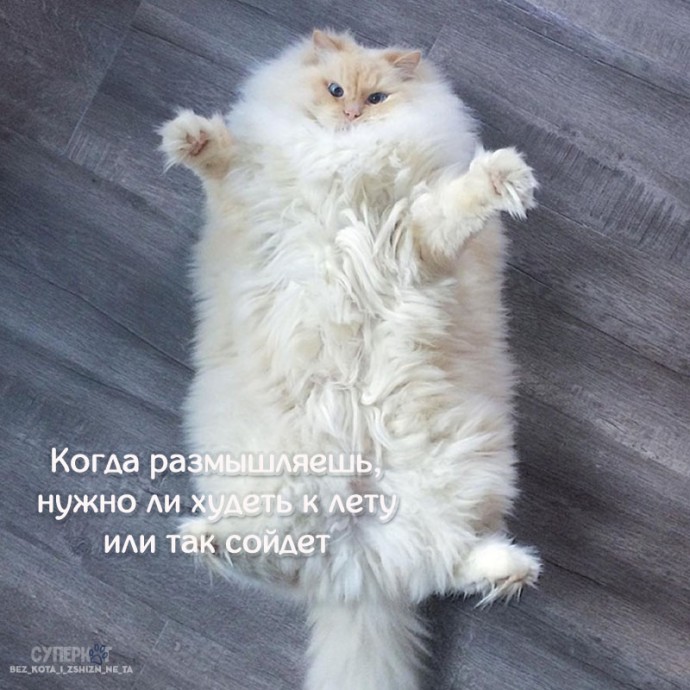 Котики похожи на нас больше, чем кажется!