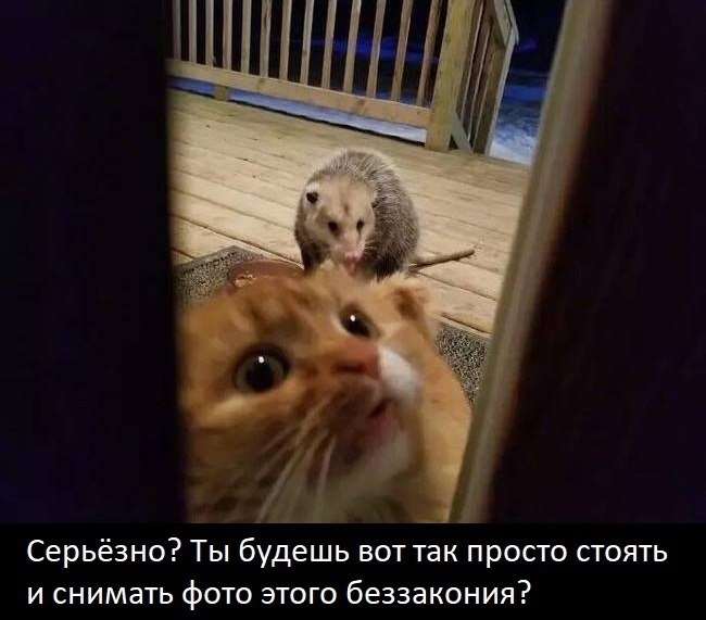 Опoссум и домашний кот