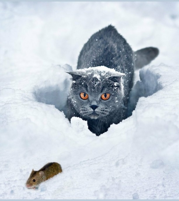 Кошки-мышки