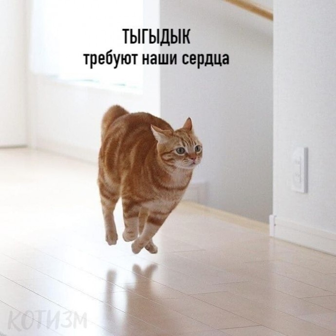 Цой по-котовски