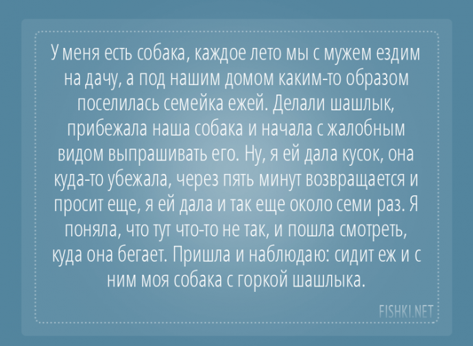 Пользователи интернета поделились забавными историями, которые произошли с их собаками Пользователи интернета поделились забавными историями, которые произошли с их собаками