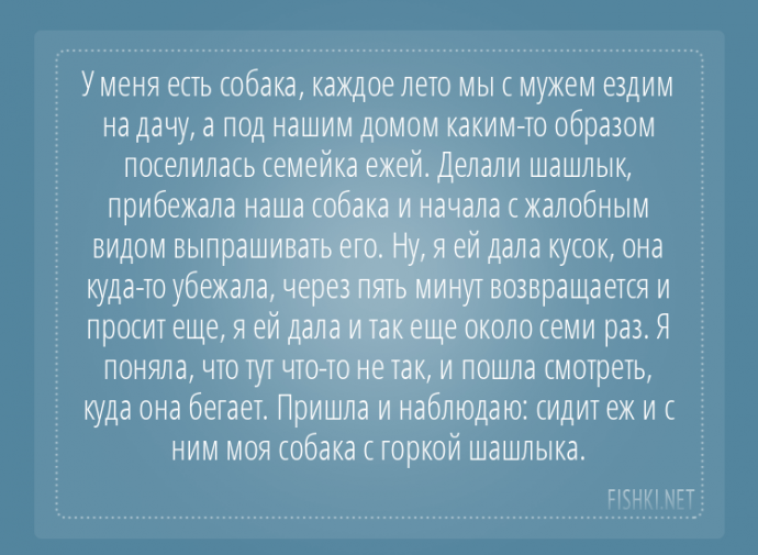 Пользователи интернета поделились забавными историями, которые произошли с их собаками