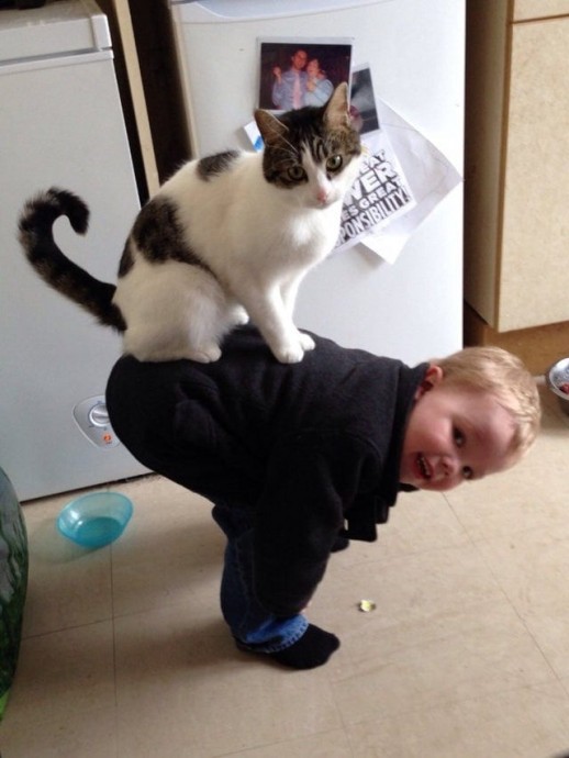Понять логику кота невозможно