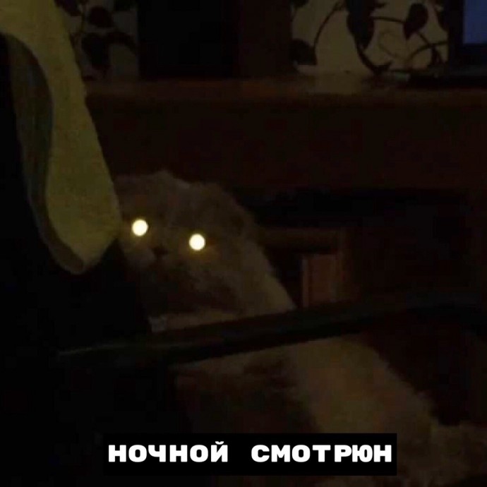 Виды ночных котов