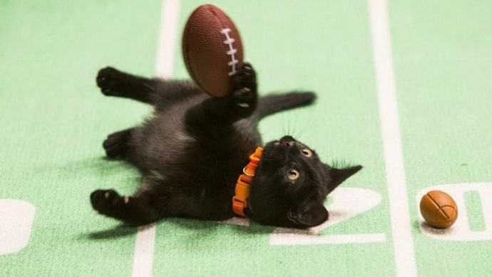 Чемпионат по кошачьему футболу Kitten Bowl