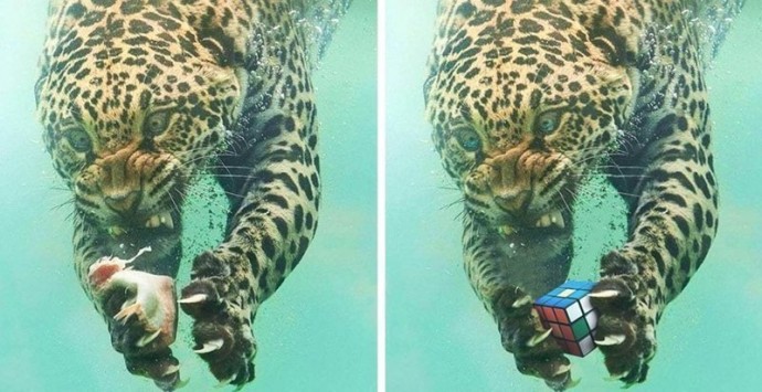 Эмоциональный леопард нырнул под воду за рыбкой, а вынырнул героем захватывающего фотошоп-сражения