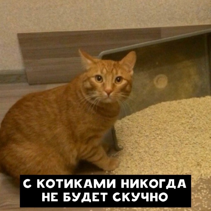 Как нужно рекламировать котиков)
