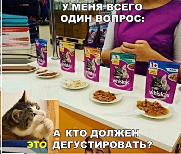 Картинки с надписями с котами и про котов