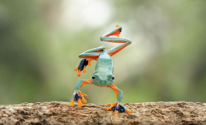 Невероятные снимки лягушек!