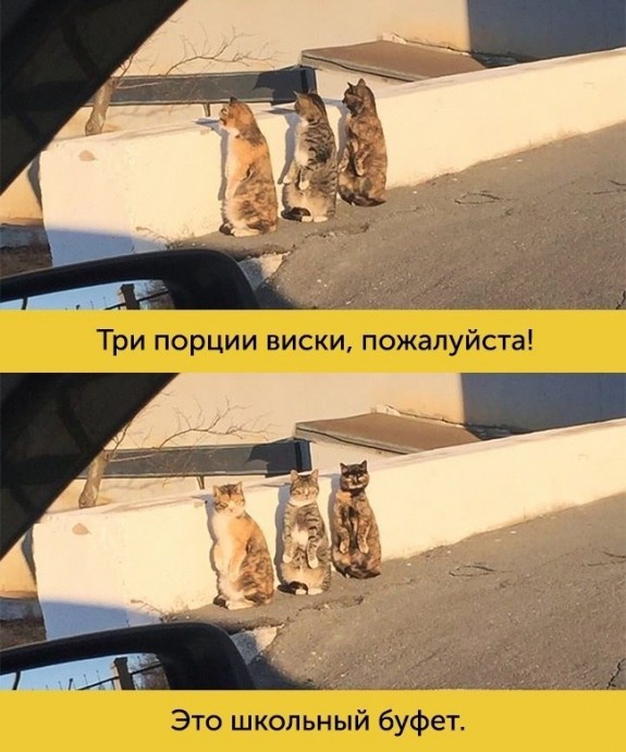 Мимика, которой можно только позавидовать