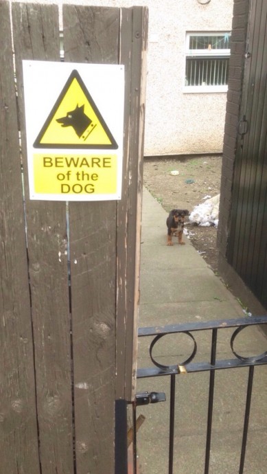 ОСТОРОЖНО, во дворе добрая собака!