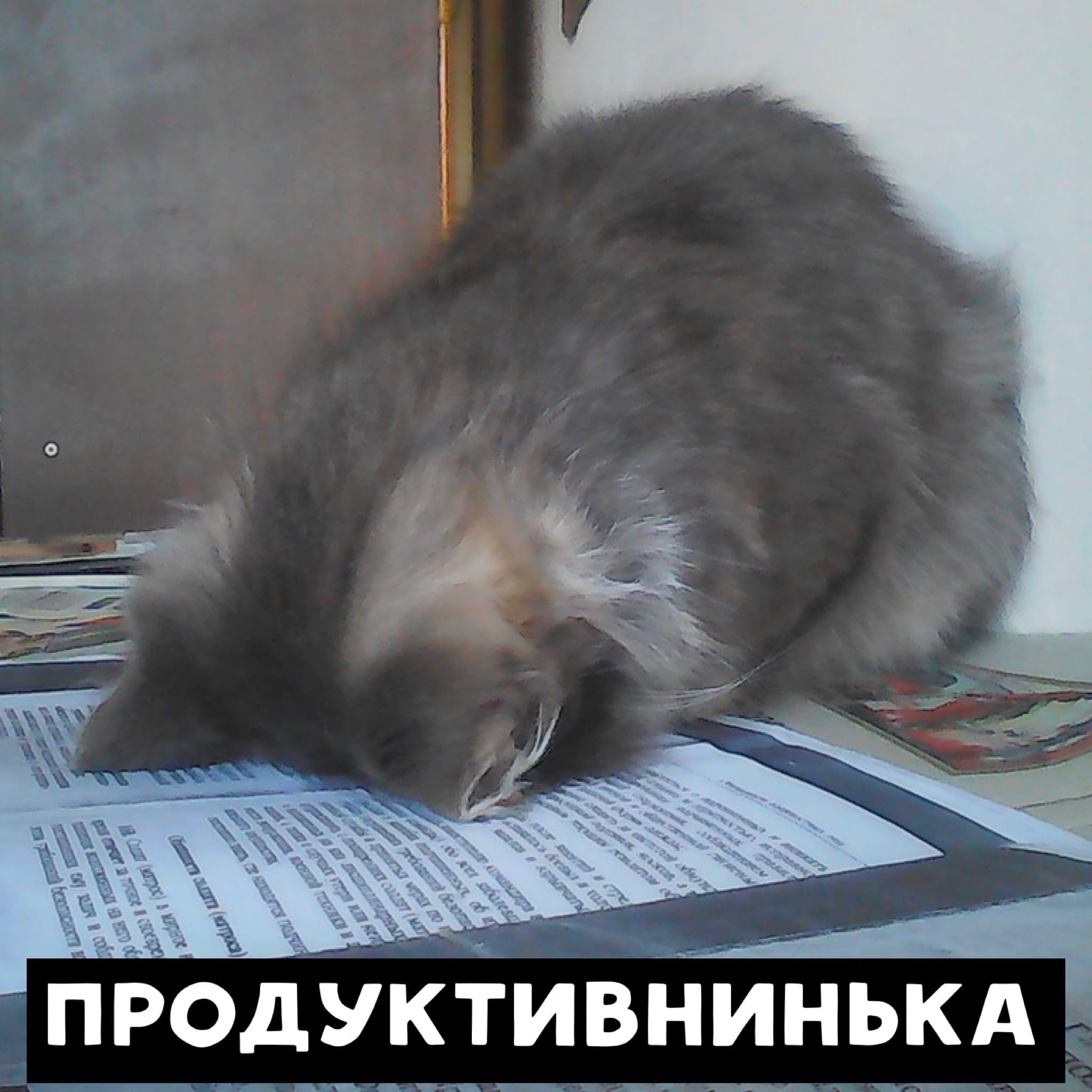 Уставший Кот Картинки