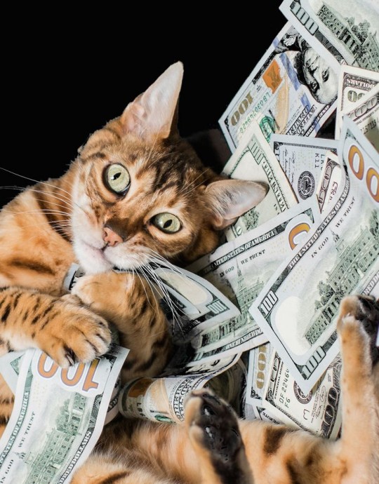 Карты, деньги, два кота!!!