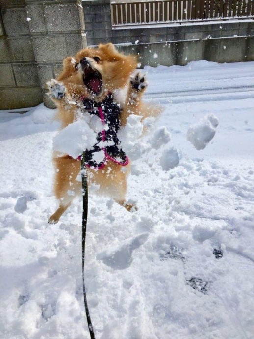 Собаки и зима